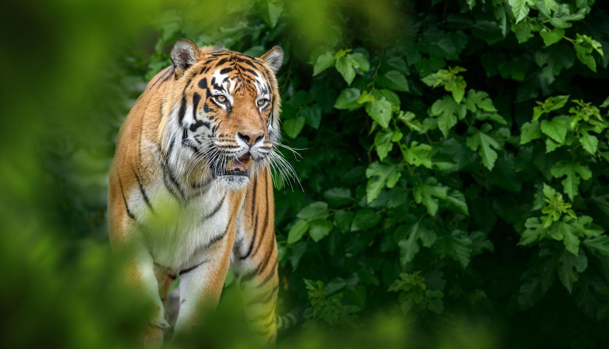 Wayanad Wildlife Sanctuary